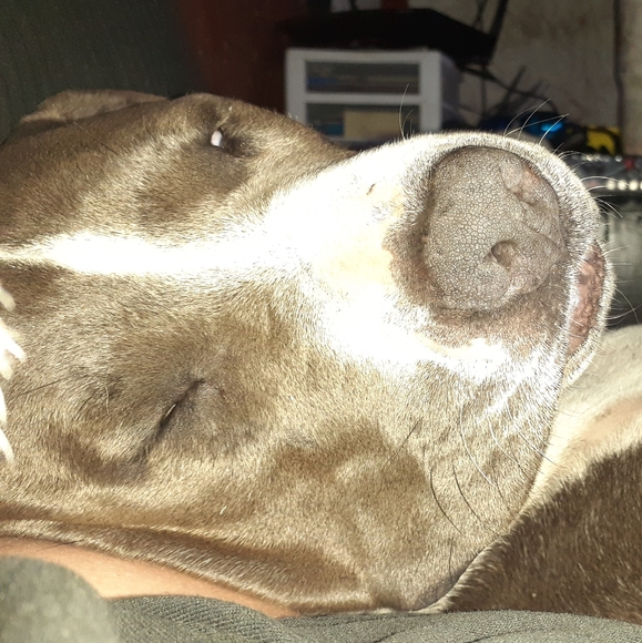 Meet your Posher, Humn'Bird - Picture 2 of 4